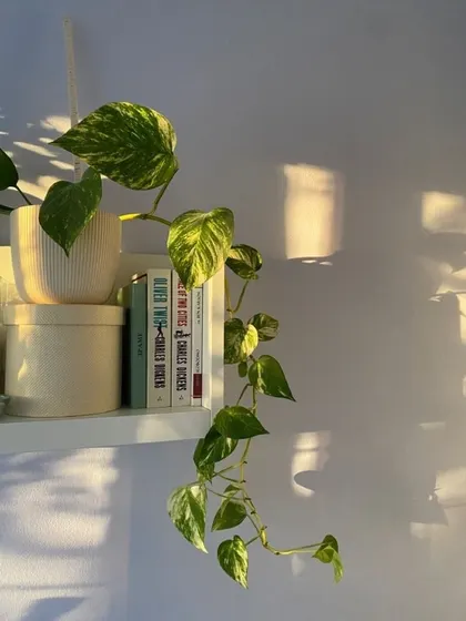 A Golden Pothos enjoying the golden hour sun on a bookshelf. Pothos are incredibly versatile and can be grown as trailing or climbing plants in almost any light condition.