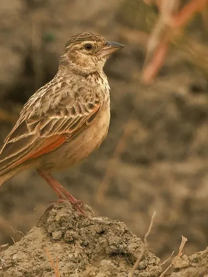 The Bengal Bushlark, a stocky, brown, terrestrial bird. Its plumage provides excellent camouflage in its grassy habitat.