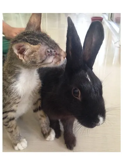 A throwback to my rabbit Sniffkin making a new friend at an animal adoption office. A sweet reminder that friendship can cross species lines.