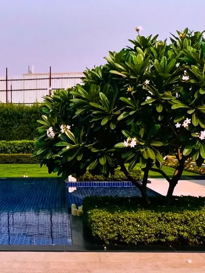 A beautiful Plumeria tree stands as a natural sculpture next to the pool. Selecting the right feature trees is key to my landscape design process, adding character and a tropical feel to outdoor spaces.
