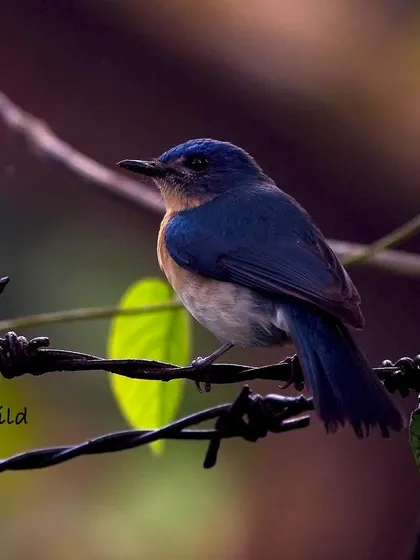 While the male flycatcher is bold and blue, the female is more subtle and shy. This female Tickell's Blue Flycatcher perched on a barbed-wire fence, a contrast between the natural and man-made world.