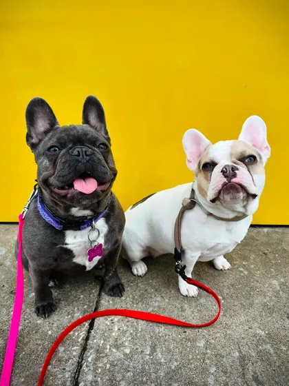 A duplicate image of Zoey and Mia, two Frenchie graduates, sitting politely for a photo.