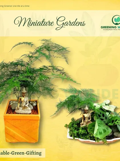 A vibrant yellow-themed set of miniature gardens, featuring an Asparagus Fern and a mixed arrangement.