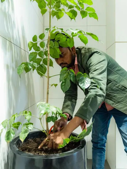 The planting season is our busiest time! Here's one of my team members carefully potting a Radermachera plant. We provide a full range of services, from adding new plants to beautifying your existing garden.
