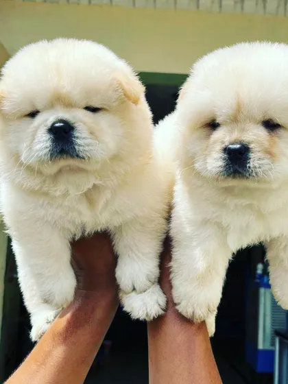 A pair of cream-colored male Chow Chow puppies held up to show their healthy size and incredibly dense fur. They are calm and handle being held very well.
