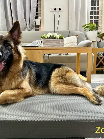 This is Bella, my German Shepherd, relaxing on her orthopedic bed. A dedicated resting place helps dogs feel secure and is an essential part of creating a structured and calming home environment.