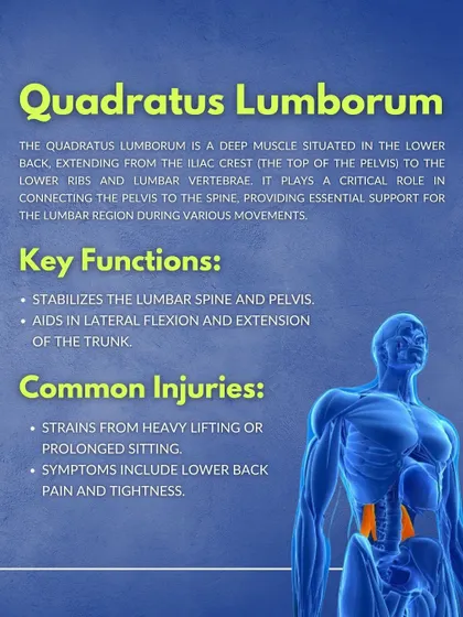 The Quadratus Lumborum (QL). A deep lower back muscle that connects the pelvis to the spine, providing essential support for the lumbar region during various movements.