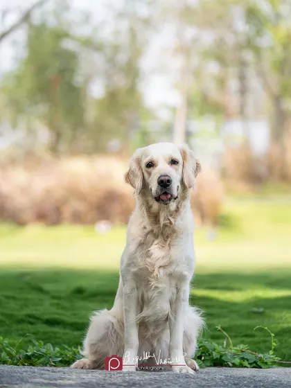 A slightly different angle of this gorgeous dog, showing his full, majestic posture. Outdoor sessions allow for a variety of poses in a relaxed environment.
