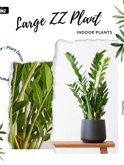 The Large ZZ Plant, or Zanzibar Gem, is one of the toughest indoor plants you can own. Its glossy leaves and tolerance for low light and infrequent watering make it perfect for beginners.
