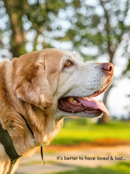 A profile shot of Kumo, with the text, "It's better to have loved & lost..." This image perfectly captures the bittersweet beauty of loving a senior dog.