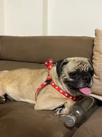 ADOPTED! Sushi, our 2 year old pug girl, finally found her forever home. After being abandoned, she recovered from tick fever and skin issues in foster care and is now a pampered family member.