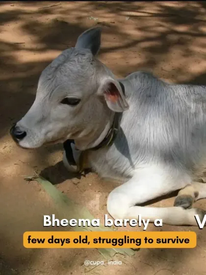 This is Bheema, who came to us as a struggling newborn calf just a few days old. He is now thriving under our care.