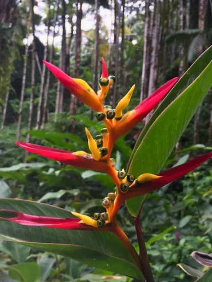The exotic-looking but hardy Heliconia flower. We use a balanced mix of native and well-adapted plants to create stunning visual displays.