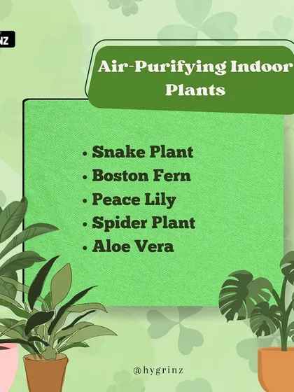 Improve your indoor air quality with these plants. Snake plants, Boston ferns, and aloe vera are known for their air-purifying properties, making your home healthier.