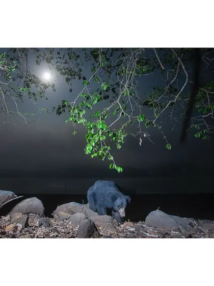 A sloth bear forages on a full moon night. Successful camera trapping requires everything to fall into place: the equipment must work, the animal must ignore it, and larger animals like elephants must not destroy it.