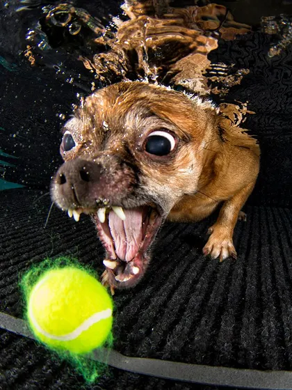 A small dog with a mighty spirit. This Chihuahua mix shows that size doesn't matter when it comes to having fun in the water.