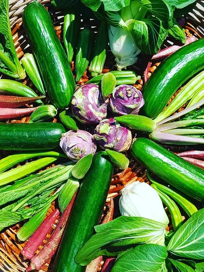 A beautiful arrangement of our daily harvest, featuring English cucumbers, bok choy, okra, and more. This shows the variety and freshness we deliver to our B2B partners every day.