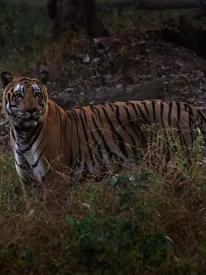A beautiful shot of a tigress in Nagarhole, captured by a guest. I love it when my clients share their incredible wildlife photography and stories from their trips.