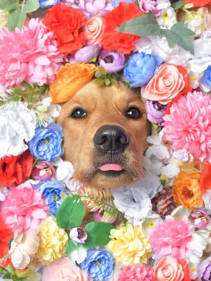 The tiny tongue-out pose is just the cutest! This golden retriever looks so sweet and innocent surrounded by a vibrant wall of flowers. It's a photographer's dream to work with such an obedient doggo.