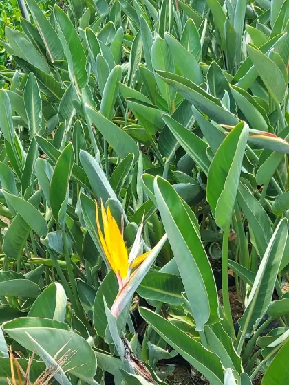 A Bird of Paradise (Strelitzia reginae) plant with its iconic flower that resembles a crane's head.