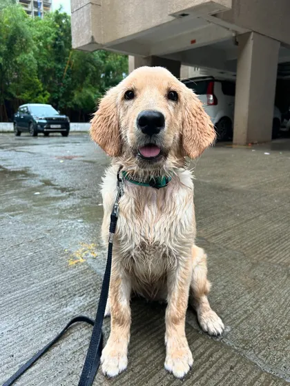 A beautiful, happy Golden Retriever puppy after a training session, possibly in the rain. This photo captures the pure joy and spirit of a young dog who is learning and exploring the world with confidence.