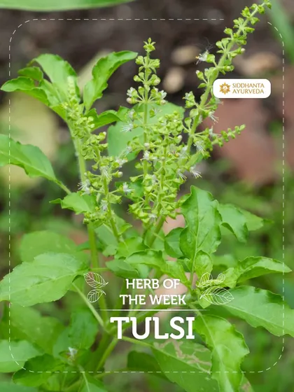 This week's herb is Tulsi, the "Queen of Herbs." This sacred plant holds a special place in Ayurveda for its powerful and versatile healing properties, which I will explain further.