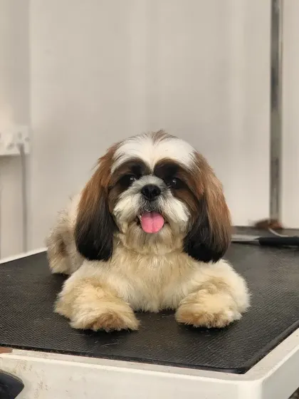 This is our little princess Dhiya, a lovely Shih Tzu, looking absolutely adorable after her grooming session. I gave her a neat trim and a good brush to make her coat soft, clean, and perfect for cuddles.