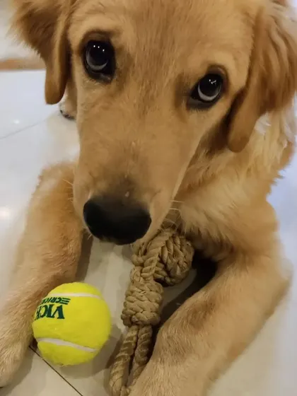 Those puppy-dog eyes get me every time! This is Hope, a playful Golden Retriever, ready for a game with his favorite toys. I love matching a dog's energy, whether it's a gentle cuddle session or an energetic game of fetch.