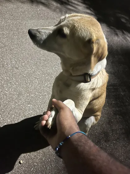 A dog offering me its paw. A gesture of trust and friendship.