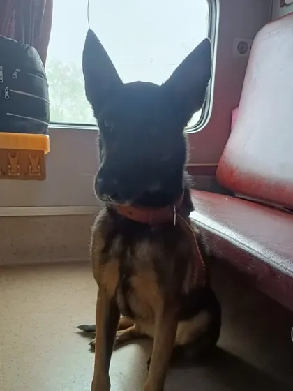 A military dog sits attentively in the train coupe. We work closely with army personnel to coordinate these important relocations with precision and care.