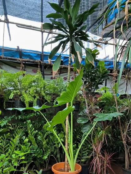 Sometimes, ignoring your plants is the best thing you can do. Learn to see when a plant is actually thirsty versus just wilting from the sun. Ask us how.