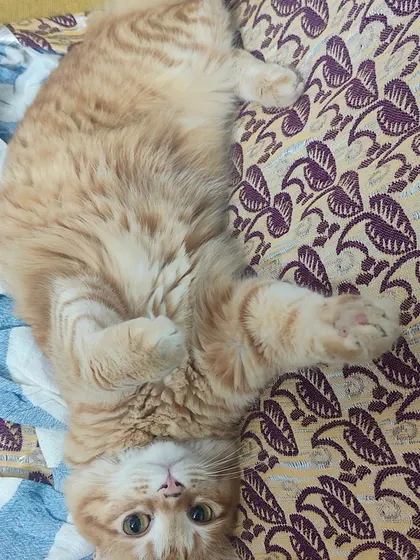 Another cute shot of Cattio enjoying his upside-down relaxation time on a patterned blanket.