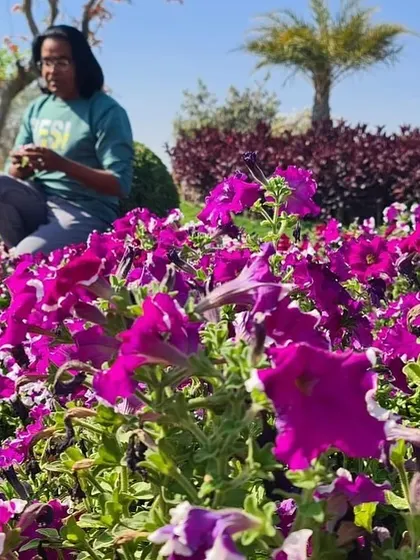 Taking a quiet moment to appreciate the details of the garden. I am sitting amongst a bed of vibrant purple petunias, enjoying the sunshine.