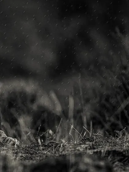 Here, you can see the raindrops on his mane and the calm expression on his face. It’s an intimate and beautiful moment.