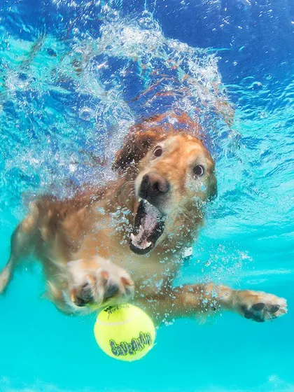 A Golden Retriever fully submerged in pursuit of a ball. We ensure your pet's comfort and safety are the top priorities during these adventurous photoshoots.
