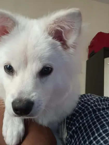 Oggy resting his head on his human's arm, showing his affectionate nature.