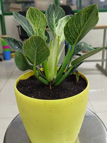 The Philodendron Birkin is a trendy houseplant with beautiful dark green leaves and creamy white pinstripes. Each new leaf reveals a slightly different pattern, making it a joy to watch grow.