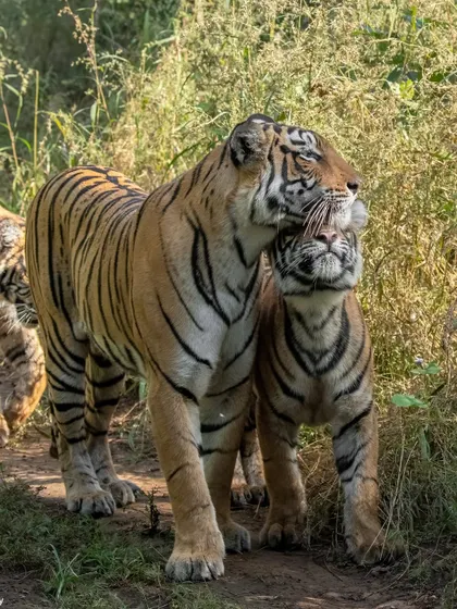 The legendary Arrowhead, queen of Ranthambore's lakes and granddaughter of Machli, with one of her cubs. Following these dynasties for years allows me to share not just sightings, but the intimate stories of their lives, struggles, and triumphs.