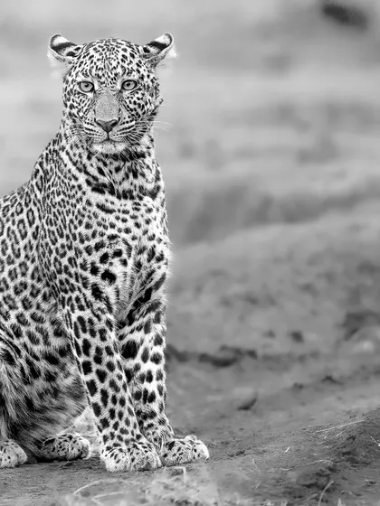 This portrait brings you face-to-face with the leopard's stunning beauty. The black and white treatment highlights the intricate patterns of its coat and its calm, confident demeanor.