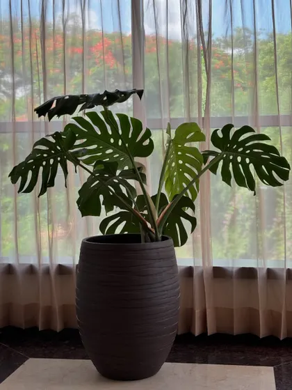 This Monstera deliciosa, with its large, dramatic leaves, is a statement piece in this hotel space. It brings a touch of tropical luxury and acts as a natural work of art.