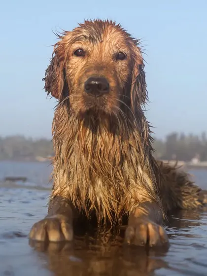 A close-up portrait of Jhilmil looking directly into the lens. Her wet fur and soulful eyes tell a story of a gentle dog who is completely at home in the water.