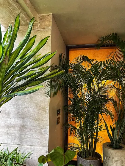 A close-up showing how different plant textures and colors can work together. The bright green of the Dracaena contrasts beautifully with the darker leaves of the Areca palm in the background.