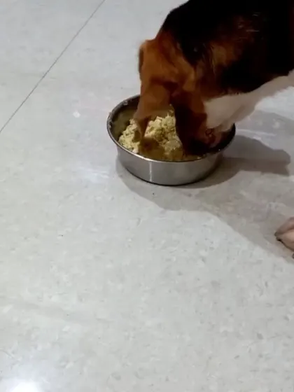 Kuthoo the beagle enjoying her meal. We love getting updates from our subscribers and seeing how much their pets enjoy the variety we offer.