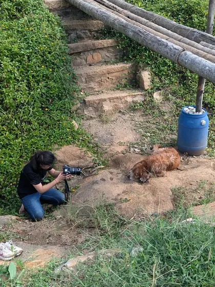 A candid shot of me at work, getting down to a dog's level to capture a portrait of Whiskey resting on a rock.