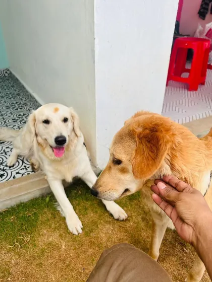 Zukoo and June getting pets from our host.