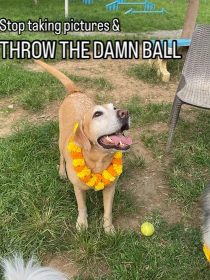Stop taking pictures and throw the ball! This happy Labrador is ready for some playtime after posing with his festive Kukur Tihar garland.