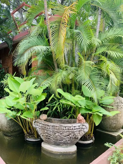 A beautiful stone water feature surrounded by palm fronds and other tropical plants. These decorative elements are placed throughout the resort to enhance the natural beauty.