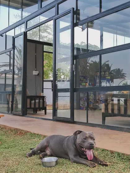 A beautiful American Staffordshire Terrier relaxes outside our modern, glass-walled cafe after a good play session.