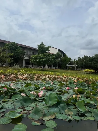 A pond filled with blooming lotus flowers, a powerful symbol of purity and enlightenment in Ayurveda. This view is a living representation of the potential for renewal that exists within each of us.