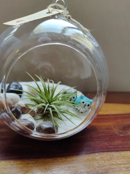 This is one of my favorite creations, the air plant terrarium. These unique plants don't need soil to grow, getting their moisture from the air. They are incredibly low maintenance, making them a perfect green addition to your office desk or a thoughtful gift.